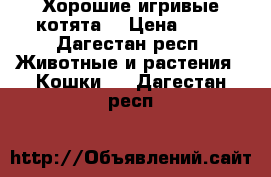 Хорошие игривые котята  › Цена ­ 10 - Дагестан респ. Животные и растения » Кошки   . Дагестан респ.